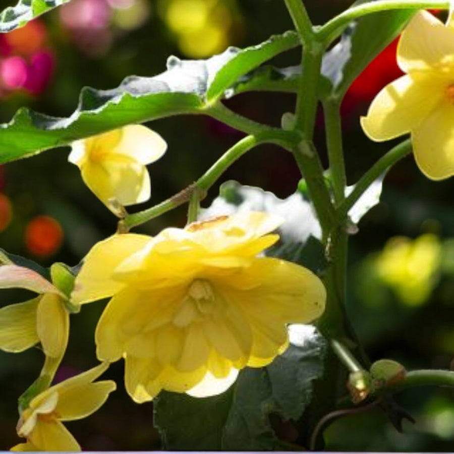 Begonia Pendula Yellow Trailing Tubers  3