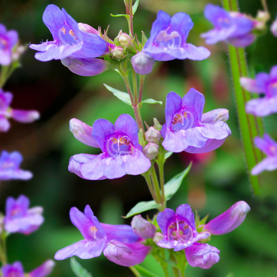 Penstemon - 'Heavenly Blue' penstemonheavenlyblue 4