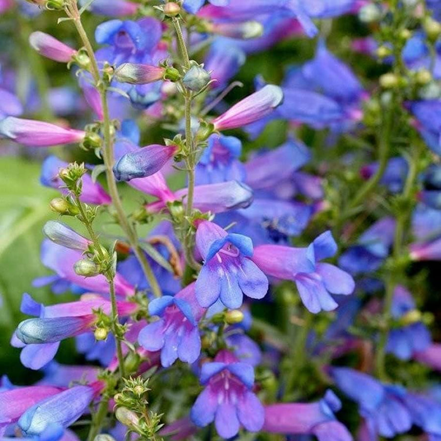 Penstemon - 'Heavenly Blue' penstemonheavenlyblue1 1