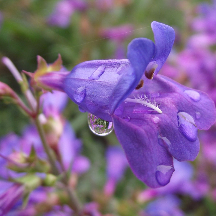Penstemon - 'Heavenly Blue' penstemonheavenlyblue2 3