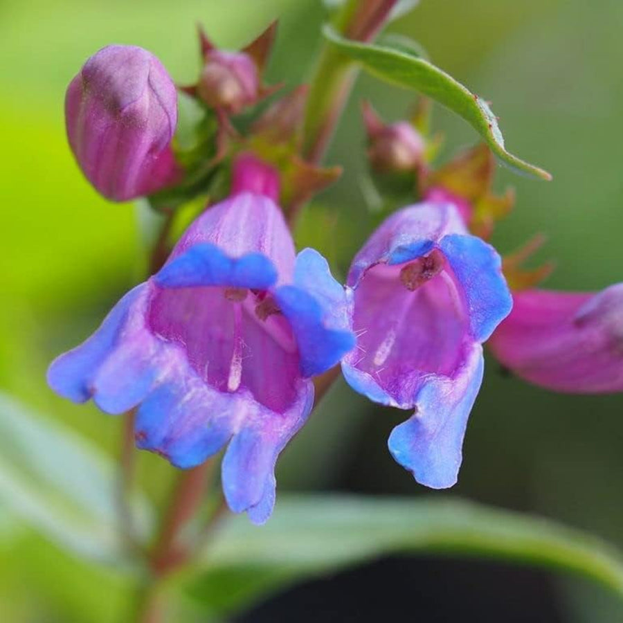 Penstemon - 'Heavenly Blue' penstemonheavenlyblue3 5