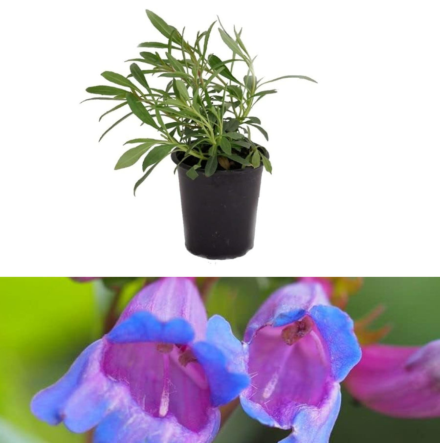 Penstemon - 'Heavenly Blue' penstemonheavenlyblue4 2