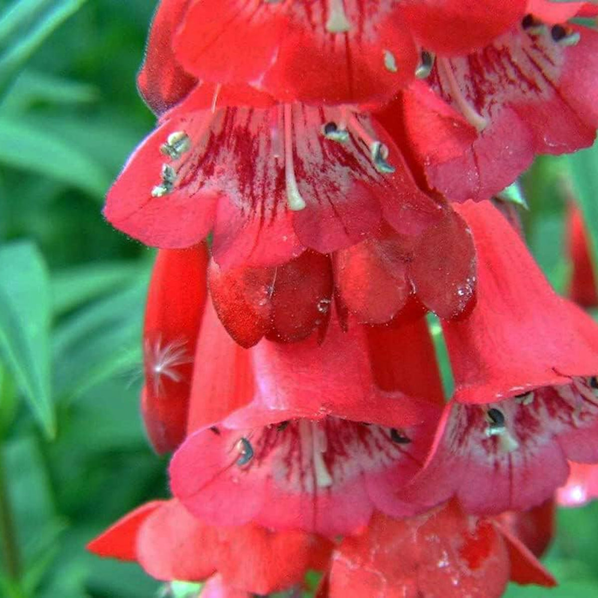 Penstemon King George V 'Beard Tongue'