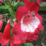 Penstemon - 'King George V' penstemonkinggeov2 5