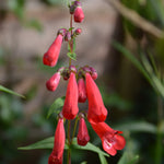 Penstemon - 'King George V' penstemonkinggeov3 4