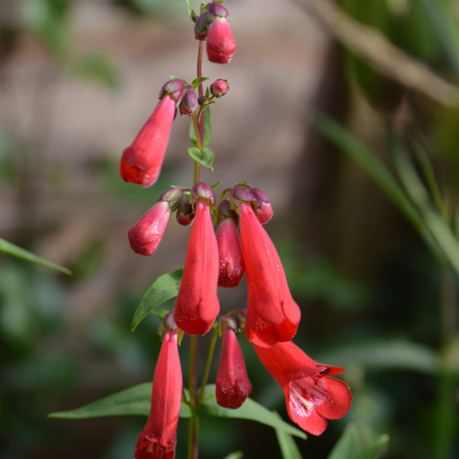 Penstemon - 'King George V' penstemonkinggeov3 4