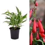 Penstemon - 'King George V' penstemonkinggeov4 2