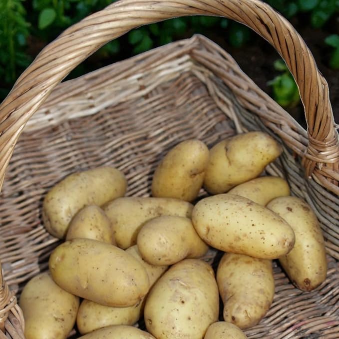 Pentland Dell Potato Tubers  4