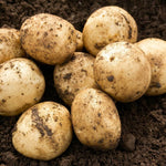 Pentland Javelin Planting Seed Potatoes  2