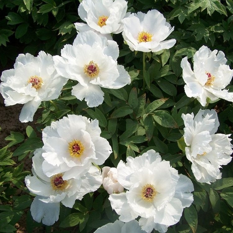 Tree Peony - White Tree Peony - White image2 1