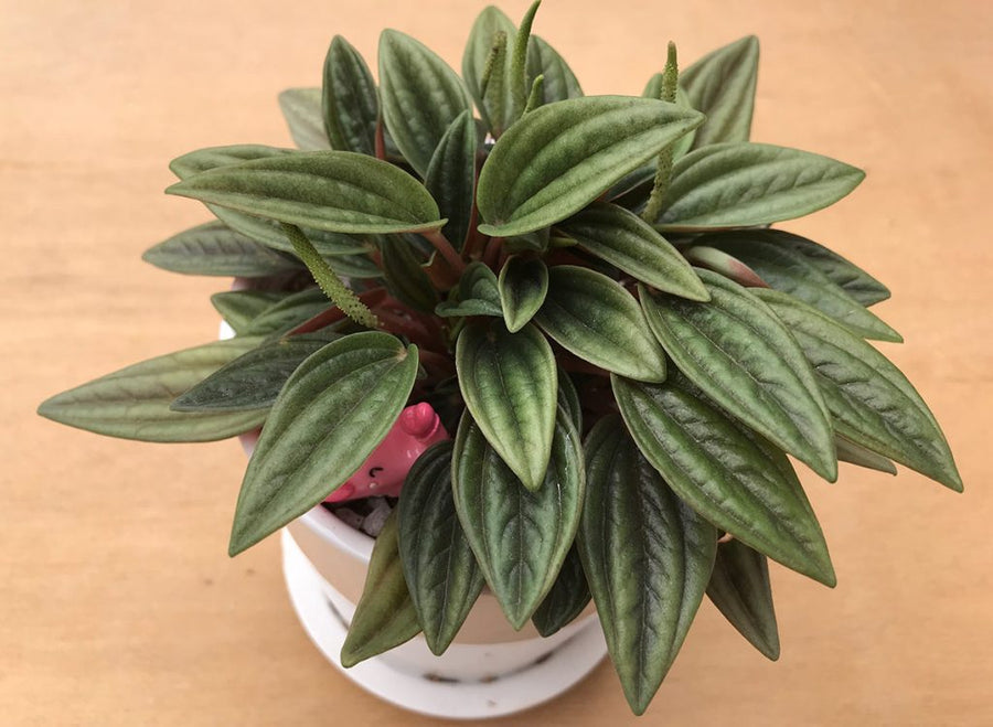 Peperomia Plant Mix peperomia-3-1024x750 4