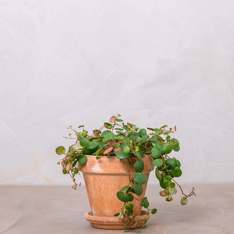 Peperomia Pepperspot peperomia-pepperspot-lerkrukke 1