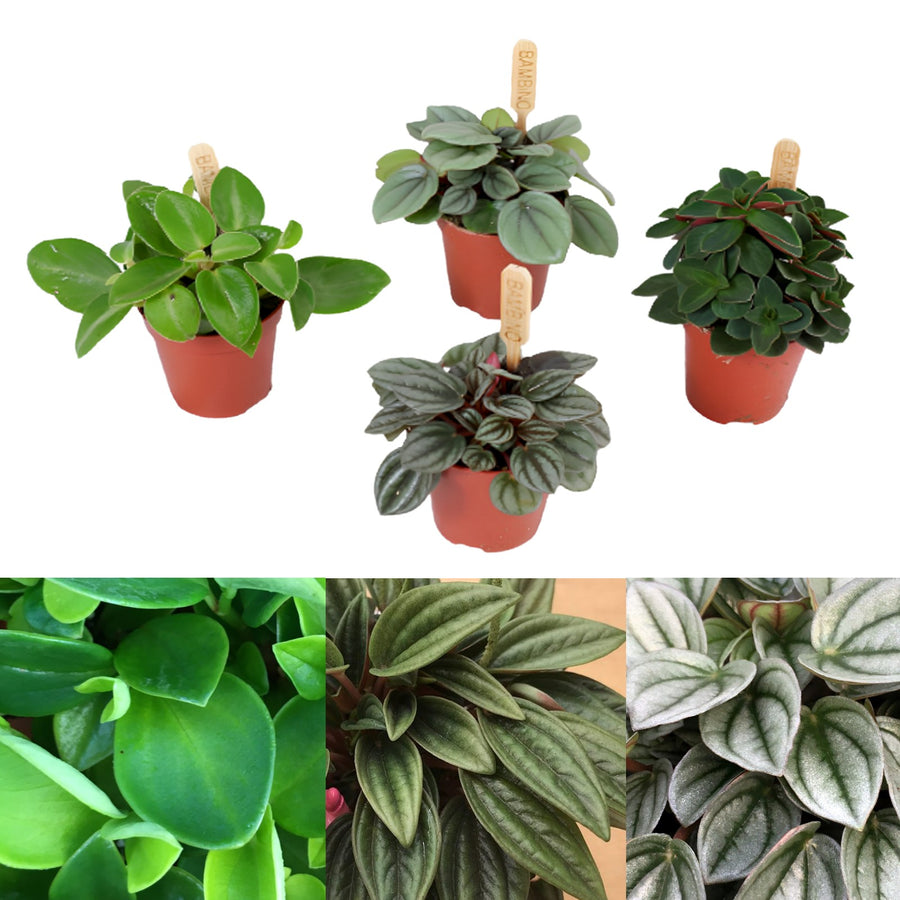 Peperomia Plant Mix peperomia3mix 2