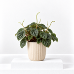 Peperomia caperata 'Lilian'  1