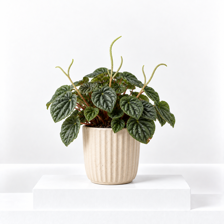 Peperomia caperata 'Lilian'  1