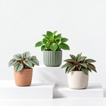 Peperomia Plant Mix  1