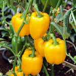 Golden Star Bell Pepper  3