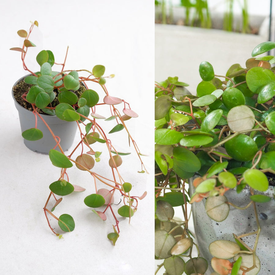 Peperomia Pepperspot pepperspot 2