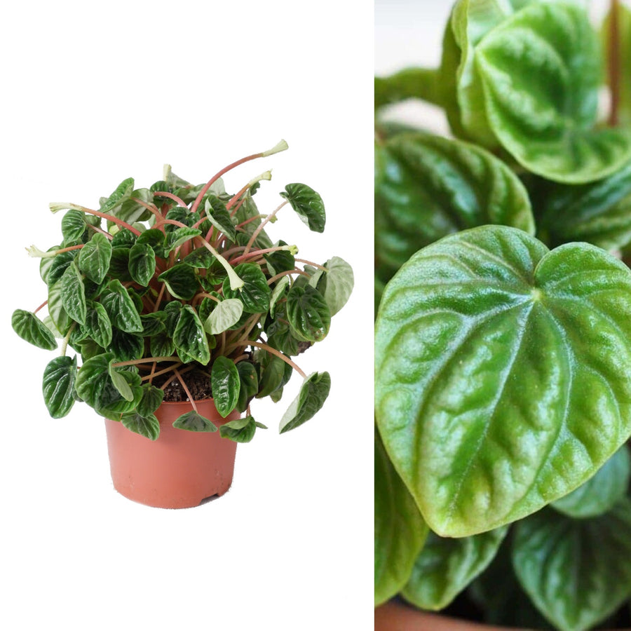 Peperomia caperata 'Lilian' Peperomia caperata 'Lilian' image1 2