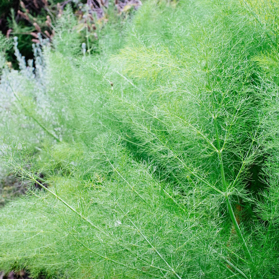 Fennel Plant Fennel Plant in 13cm Pot image1 1