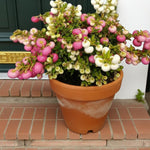 Gaultheria Prickly Heath  1