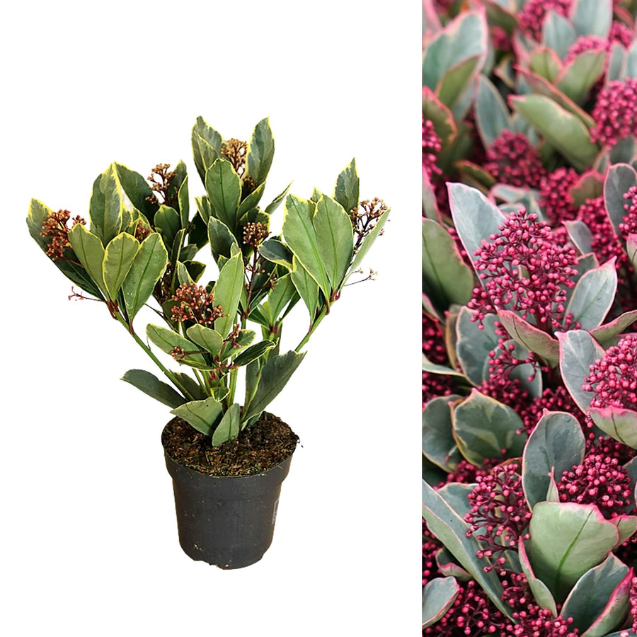 Skimmia Japonica 'Perosa' perosa 2
