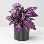 The Experts Plant Collection - Persian Shield, Purple Orchid and Boston Fern  2