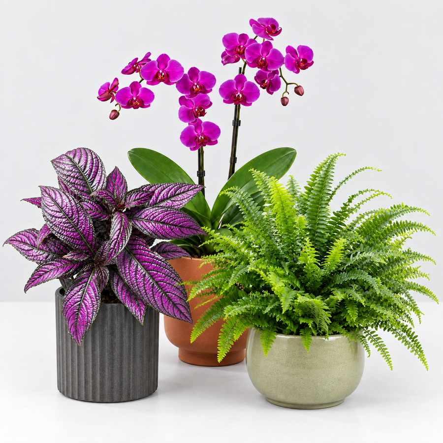 The Experts Plant Collection - Persian Shield, Purple Orchid and Boston Fern  4