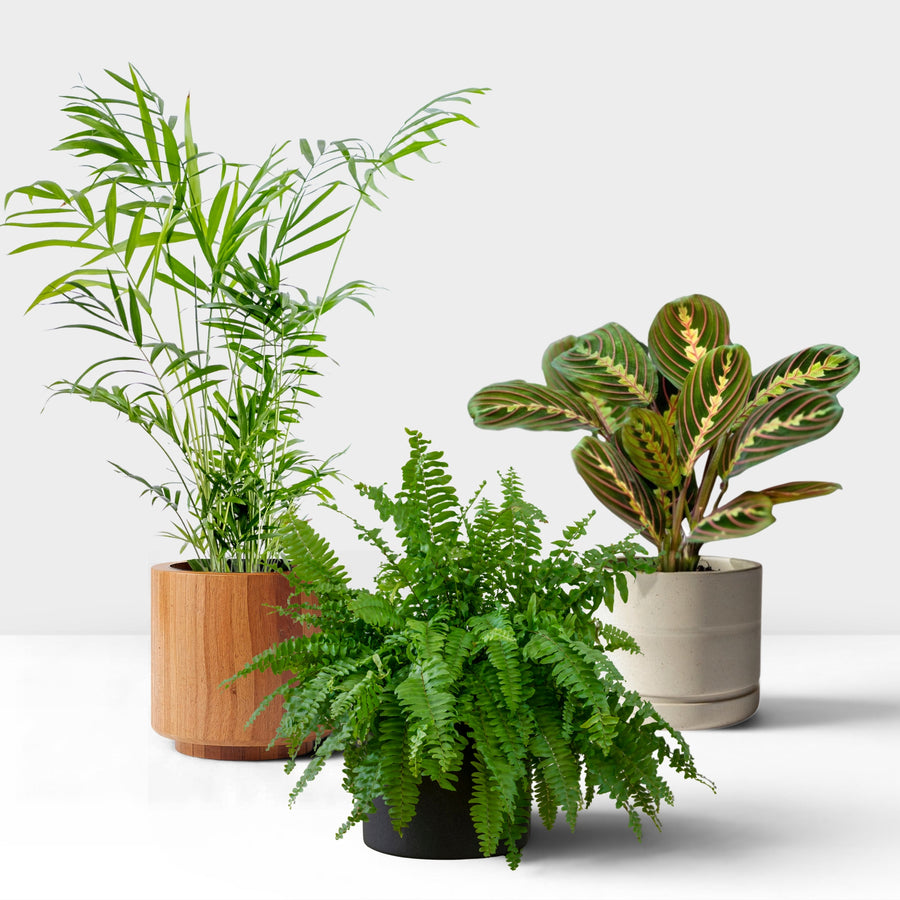 Pet Friendly Houseplant Bundle  1