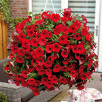 Petunia Surfinia Plants  6