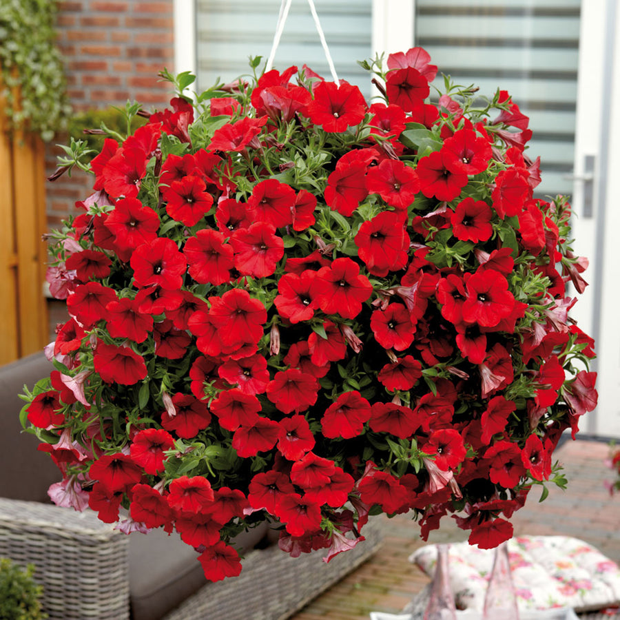 Petunia Surfinia Plants  6