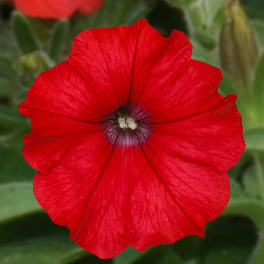 Petunia Surfinia Deep Red 3 x Petunia Surfinia Deep Red in 9cm Pots image1 1