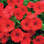 Petunia Mixed Bedding Plants  4