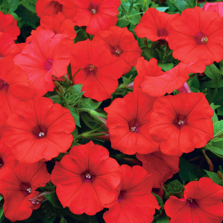 Petunia Mixed Bedding Plants  4