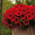 Petunia Surfinia Plants  5