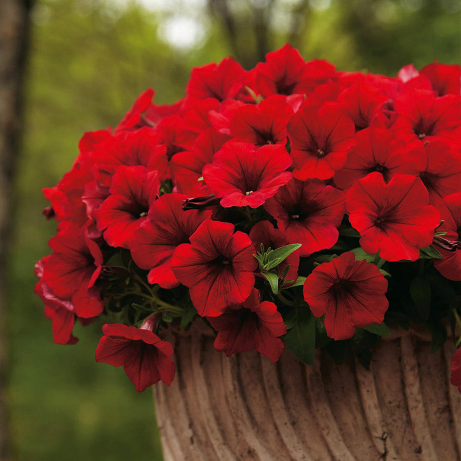 Petunia Surfinia Plants  5