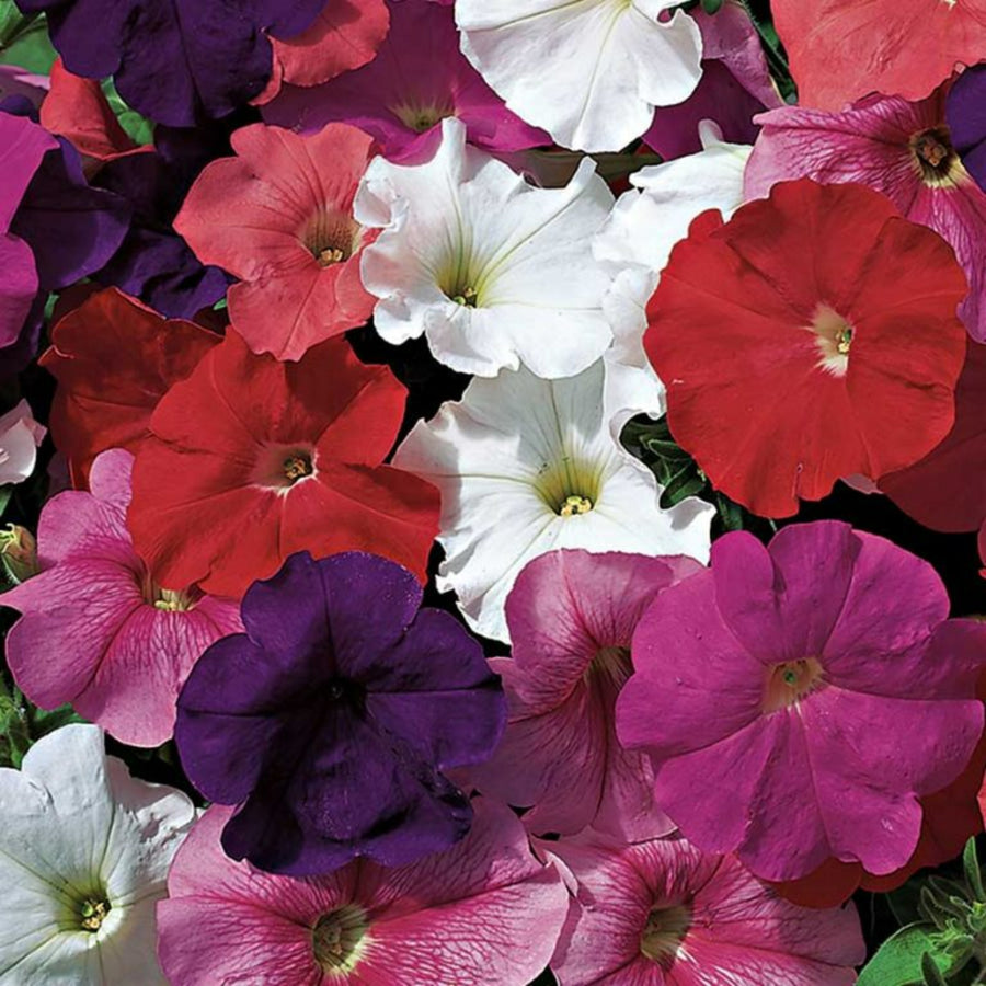 Plug Plants - Petunia Fantasia Mix  1