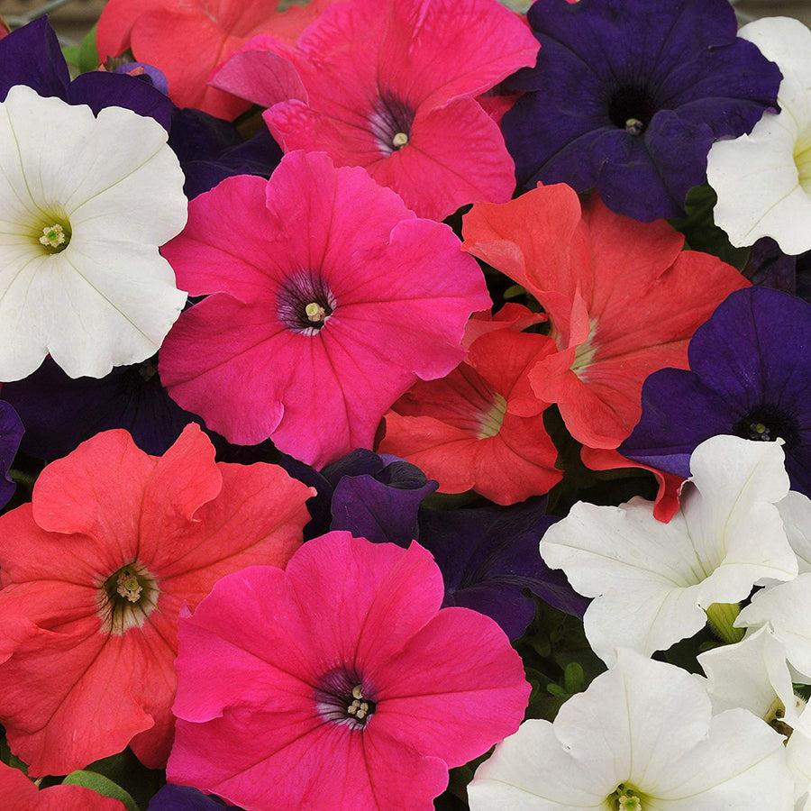 Plug Plants - Petunia Fantasia Mix  3