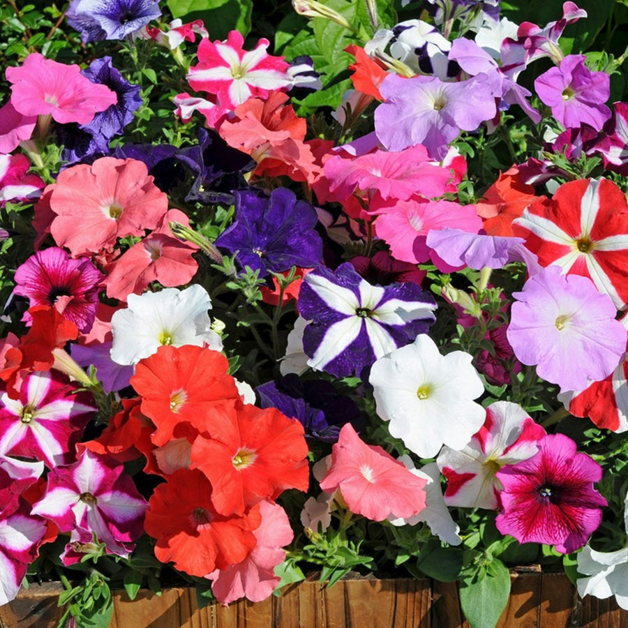 Plug Plants - Petunia Fantasia Mix  4