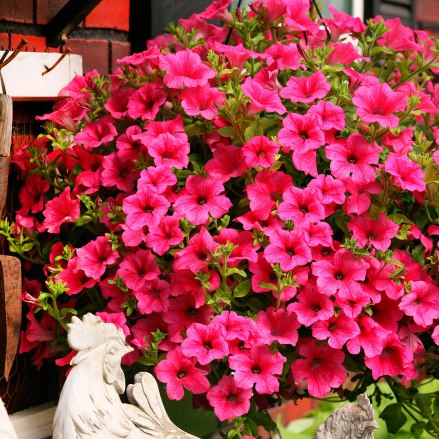 Petunia Surfinia Hot Pink Plants 3 x Petunia Surfinia Hot Pink in 9cm Pots image3 4