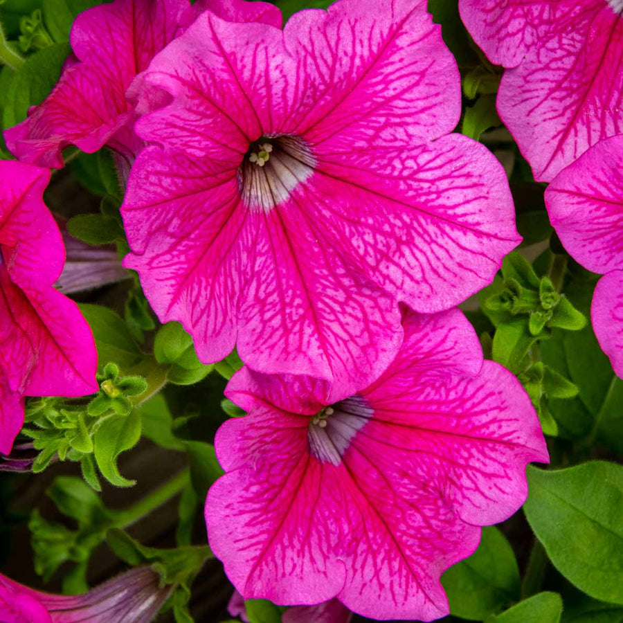 Petunia Surfinia Hot Pink Plants 3 x Petunia Surfinia Hot Pink in 9cm Pots image4 1