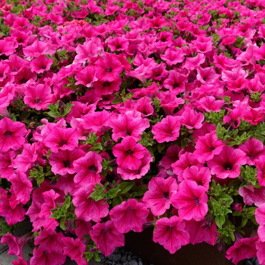 Petunia Surfinia Hot Pink Plants 3 x Petunia Surfinia Hot Pink in 9cm Pots image2 3