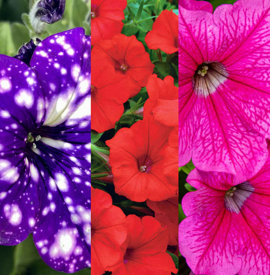 Petunia 3 Mixed Plants Petunia 3 Mixed Plants in 9cm Pots image1 1
