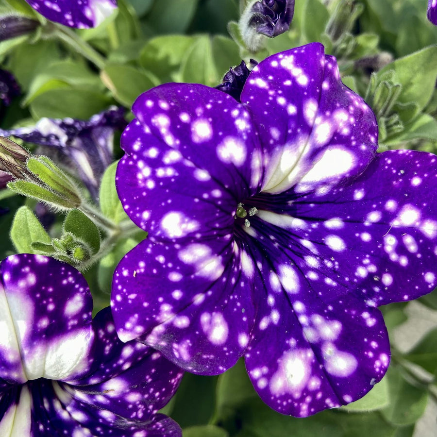 Petunia Night Sky 3 x Petunia Night Sky in 9cm Pots image4 4