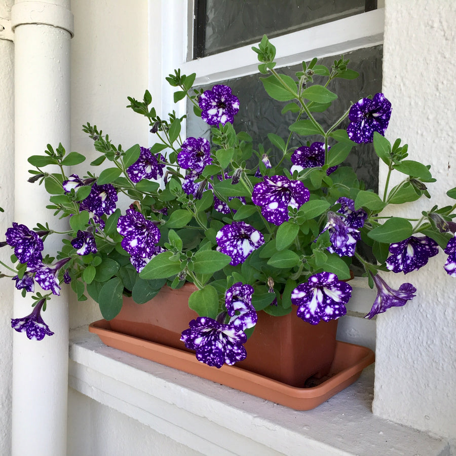 Petunia Night Sky 3 x Petunia Night Sky in 9cm Pots image2 2