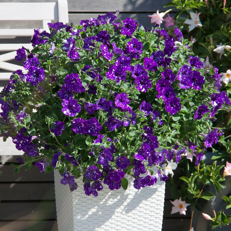 Petunia Night Sky 3 x Petunia Night Sky in 9cm Pots image3 3