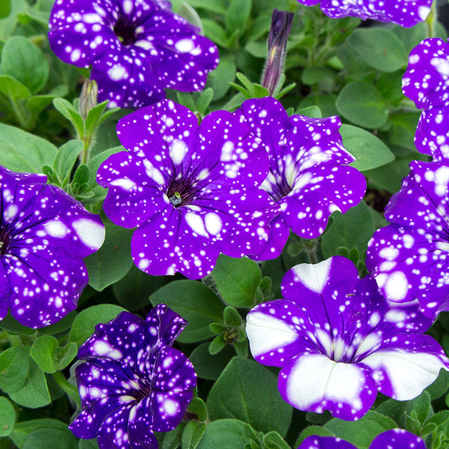 Petunia Mixed Bedding Plants  6