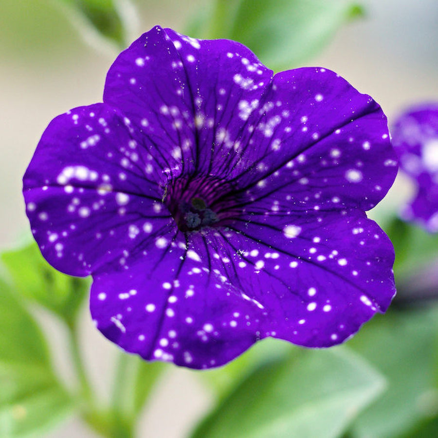 Petunia Night Sky 3 x Petunia Night Sky in 9cm Pots image1 1