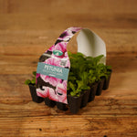 Plug Plants - Petunia Reflections Mix  2