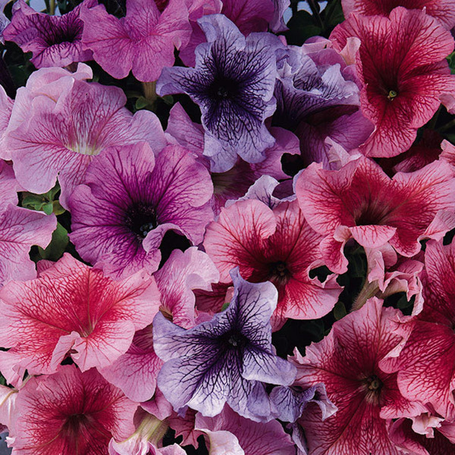Plug Plants - Petunia Reflections Mix  1